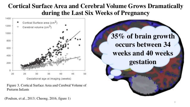Fetal brain development and cellular functions