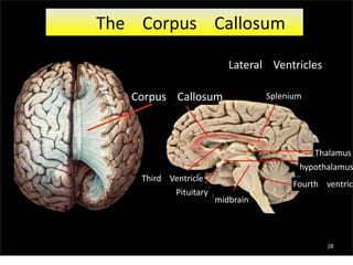 Corpus Callosum
midbrain
Third Ventricle
Pituitary
Splenium
Thalamus
hypothalamus
Fourth ventricl
The Corpus Callosum
Lateral Ventricles
28
 