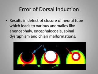 Error of Dorsal Induction
• Results in defect of closure of neural tube
which leads to various anomalies like
anencephaly, encephalocoele, spinal
dysraphism and chiari malformations.
 