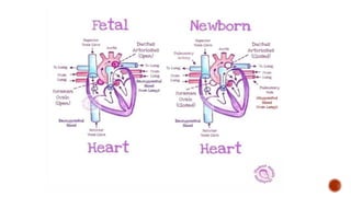 Fetal Circulation - General anatomy by M.Suvarna | PPTX