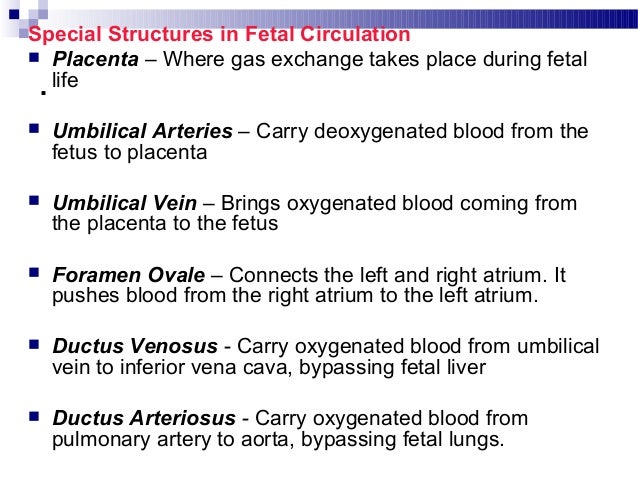 6 05 Fetal Circulation Chart