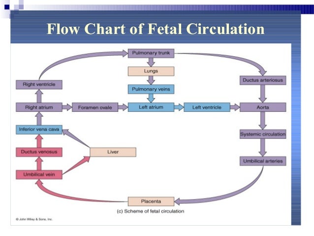 Fetalcirculation