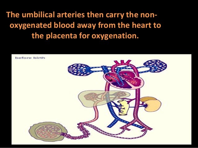 Fetal Circulation by Barkha Devi,Lecturer,Sikkim Manipal College of