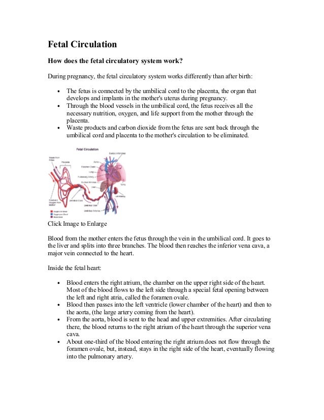Fetal circulation