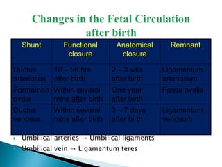 Fetalcirculation 