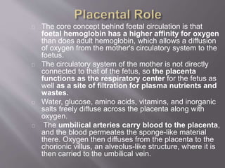 Fetal circulation by dr.srikanta biswas Slide 12
