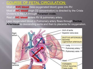 Fetal circulation by dr.srikanta biswas Slide 18