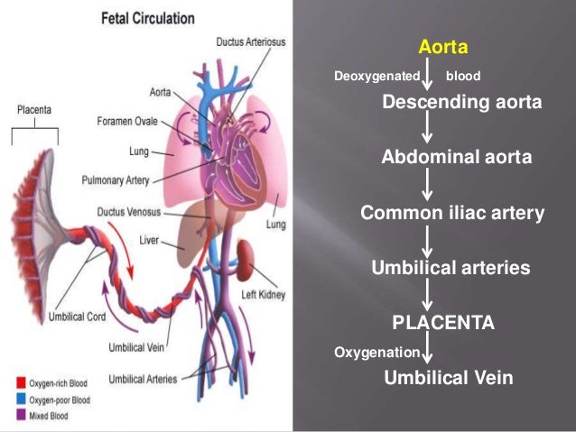 Fetal circulation by dr.srikanta biswas