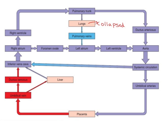 Fetal circulation