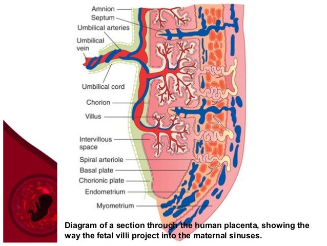 Foetus - Vein Foetus - Vein