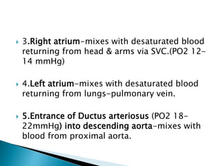 3.Right atrium-mixes with desaturated blood
returning from head & arms via SVC.(PO2 12-
14 mmHg)
 4.Left atrium-mixes with desaturated blood
returning from lungs-pulmonary vein.
 5.Entrance of Ductus arteriosus (PO2 18-
22mmHg) into descending aorta-mixes with
blood from proximal aorta.
 