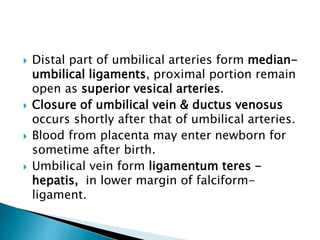  Distal part of umbilical arteries form median-
umbilical ligaments, proximal portion remain
open as superior vesical arteries.
 Closure of umbilical vein & ductus venosus
occurs shortly after that of umbilical arteries.
 Blood from placenta may enter newborn for
sometime after birth.
 Umbilical vein form ligamentum teres -
hepatis, in lower margin of falciform-
ligament.
 