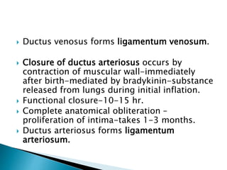 Ductus venosus forms ligamentum venosum.
 Closure of ductus arteriosus occurs by
contraction of muscular wall-immediately
after birth-mediated by bradykinin-substance
released from lungs during initial inflation.
 Functional closure-10-15 hr.
 Complete anatomical obliteration –
proliferation of intima-takes 1-3 months.
 Ductus arteriosus forms ligamentum
arteriosum.
 