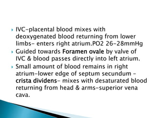  IVC-placental blood mixes with
deoxygenated blood returning from lower
limbs- enters right atrium.PO2 26-28mmHg
 Guided towards Foramen ovale by valve of
IVC & blood passes directly into left atrium.
 Small amount of blood remains in right
atrium-lower edge of septum secundum –
crista dividens- mixes with desaturated blood
returning from head & arms-superior vena
cava.
 