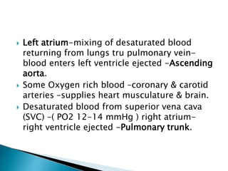  Left atrium-mixing of desaturated blood
returning from lungs tru pulmonary vein-
blood enters left ventricle ejected -Ascending
aorta.
 Some Oxygen rich blood –coronary & carotid
arteries –supplies heart musculature & brain.
 Desaturated blood from superior vena cava
(SVC) –( PO2 12-14 mmHg ) right atrium-
right ventricle ejected -Pulmonary trunk.
 