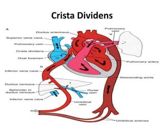 Crista Dividens
 