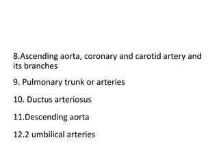 8.Ascending aorta, coronary and carotid artery and
its branches
9. Pulmonary trunk or arteries
10. Ductus arteriosus
11.Descending aorta
12.2 umbilical arteries
 