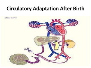 Circulatory Adaptation After Birth
 