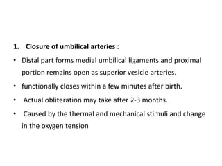 1. Closure of umbilical arteries :
• Distal part forms medial umbilical ligaments and proximal
portion remains open as superior vesicle arteries.
• functionally closes within a few minutes after birth.
• Actual obliteration may take after 2-3 months.
• Caused by the thermal and mechanical stimuli and change
in the oxygen tension
 