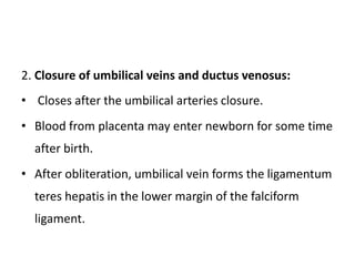 2. Closure of umbilical veins and ductus venosus:
• Closes after the umbilical arteries closure.
• Blood from placenta may enter newborn for some time
after birth.
• After obliteration, umbilical vein forms the ligamentum
teres hepatis in the lower margin of the falciform
ligament.
 
