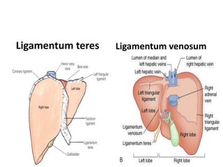 Ligamentum teres Ligamentum venosum
 
