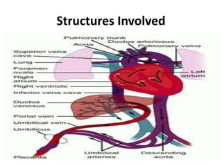 Structures Involved
 