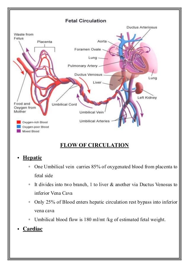 Fetal circulation