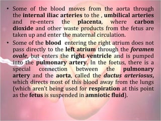 • Some of the blood moves from the aorta through
the internal iliac arteries to the , umbilical arteries
and re-enters the placenta, where carbon
dioxide and other waste products from the fetus are
taken up and enter the maternal circulation.
• Some of the blood entering the right atrium does not
pass directly to the left atrium through the foramen
ovale, but enters the right ventricle and is pumped
into the pulmonary artery. In the foetus, there is a
special connection between the pulmonary
artery and the aorta, called the ductus arteriosus,
which directs most of this blood away from the lungs
(which aren't being used for respiration at this point
as the fetus is suspended in amniotic fluid).
 