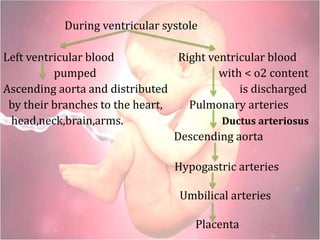 During ventricular systole
Left ventricular blood Right ventricular blood
pumped with < o2 content
Ascending aorta and distributed is discharged
by their branches to the heart, Pulmonary arteries
head,neck,brain,arms. Ductus arteriosus
Descending aorta
Hypogastric arteries
Umbilical arteries
Placenta
 