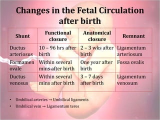 Changes in the Fetal Circulation
after birth
• Umbilical arteries → Umbilical ligaments
• Umbilical vein → Ligamentum teres
Shunt
Functional
closure
Anatomical
closure
Remnant
Ductus
arteriosus
10 – 96 hrs after
birth
2 – 3 wks after
birth
Ligamentum
arteriosum
Formamen
ovale
Within several
mins after birth
One year after
birth
Fossa ovalis
Ductus
venosus
Within several
mins after birth
3 – 7 days
after birth
Ligamentum
venosum
 