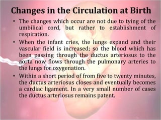 Changes in the Circulation at Birth
• The changes which occur are not due to tying of the
umbilical cord, but rather to establishment of
respiration.
• When the infant cries, the lungs expand and their
vascular field is increased; so the blood which has
been passing through the ductus arteriosus to the
aorta now flows through the pulmonary arteries to
the lungs for oxygenation.
• Within a short period of from five to twenty minutes,
the ductus arteriosus closes and eventually becomes
a cardiac ligament. In a very small number of cases
the ductus arteriosus remains patent.
 