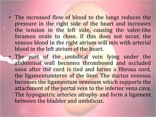 • The increased flow of blood to the lungs reduces the
pressure in the right side of the heart and increases
the tension in the left side, causing the valve-like
foramen ovale to close. If this does not occur, the
venous blood in the right atrium will mix with arterial
blood in the left atrium of the heart.
• The part of the umbilical vein lying under the
abdominal wall becomes thrombosed and occluded
soon after the cord is tied and forms a fibrous cord,
the ligamentumteres of the liver. The ductus venosus
becomes the ligamentum venosum which supports the
attachment of the portal vein to the inferior vena cava.
The hypogastric arteries atrophy and form a ligament
between the bladder and umbilicus.
 
