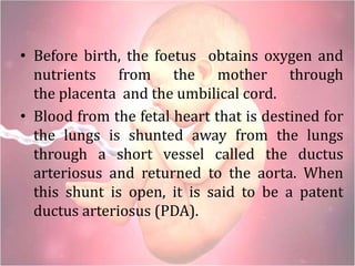 • Before birth, the foetus obtains oxygen and
nutrients from the mother through
the placenta and the umbilical cord.
• Blood from the fetal heart that is destined for
the lungs is shunted away from the lungs
through a short vessel called the ductus
arteriosus and returned to the aorta. When
this shunt is open, it is said to be a patent
ductus arteriosus (PDA).
 
