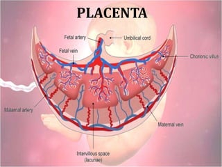 PLACENTA
 