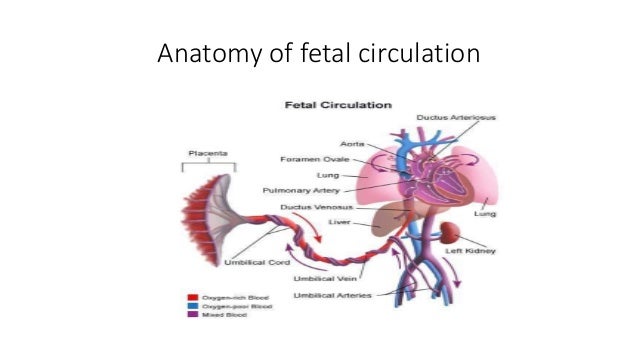 Fetal Circulation Anatomy