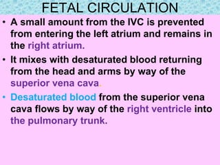 FETAL CIRCULATION
• A small amount from the IVC is prevented
from entering the left atrium and remains in
the right atrium.
• It mixes with desaturated blood returning
from the head and arms by way of the
superior vena cava.
• Desaturated blood from the superior vena
cava flows by way of the right ventricle into
the pulmonary trunk.
 