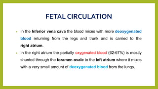 FETAL CIRCULATION
 In the Inferior vena cava the blood mixes with more deoxygenated
blood returning from the legs and trunk and is carried to the
right atrium.
 In the right atrium the partially oxygenated blood (62-67%) is mostly
shunted through the foramen ovale to the left atrium where it mixes
with a very small amount of deoxygenated blood from the lungs.
 