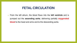 FETAL CIRCULATION
 From the left atrium, the blood flows into the left ventricle and is
pumped out the ascending aorta, delivering partially oxygenated
blood to the head and arms and to the descending aorta.
 