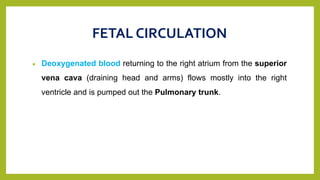 FETAL CIRCULATION
 Deoxygenated blood returning to the right atrium from the superior
vena cava (draining head and arms) flows mostly into the right
ventricle and is pumped out the Pulmonary trunk.
 