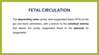 FETAL CIRCULATION
 The descending aorta carries semi-oxygenated blood (57%) to the
gut and lower extremities, with a branch to the umbilical arteries
that deliver the poorly oxygenated blood to the placenta for
oxygenation.
 