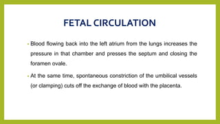 FETAL CIRCULATION
• Blood flowing back into the left atrium from the lungs increases the
pressure in that chamber and presses the septum and closing the
foramen ovale.
• At the same time, spontaneous constriction of the umbilical vessels
(or clamping) cuts off the exchange of blood with the placenta.
 