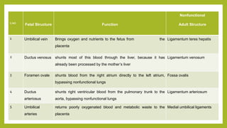 S.NO
Fetal Structure Function
Nonfunctional
Adult Structure
1 Umbilical vein Brings oxygen and nutrients to the fetus from the
placenta
Ligamentum teres hepatis
2 Ductus venosus shunts most of this blood through the liver, because it has
already been processed by the mother’s liver
Ligamentum venosum
3 Foramen ovale shunts blood from the right atrium directly to the left atrium,
bypassing nonfunctional lungs
Fossa ovalis
4 Ductus
arteriosus
shunts right ventricular blood from the pulmonary trunk to the
aorta, bypassing nonfunctional lungs
Ligamentum arteriosum
5 Umbilical
arteries
returns poorly oxygenated blood and metabolic waste to the
placenta
Medial umbilical ligaments
 