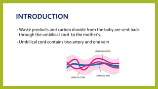 INTRODUCTION
• Waste products and carbon dioxide from the baby are sent back
through the umbilical cord to the mother's.
• Umbilical cord contains two artery and one vein
 