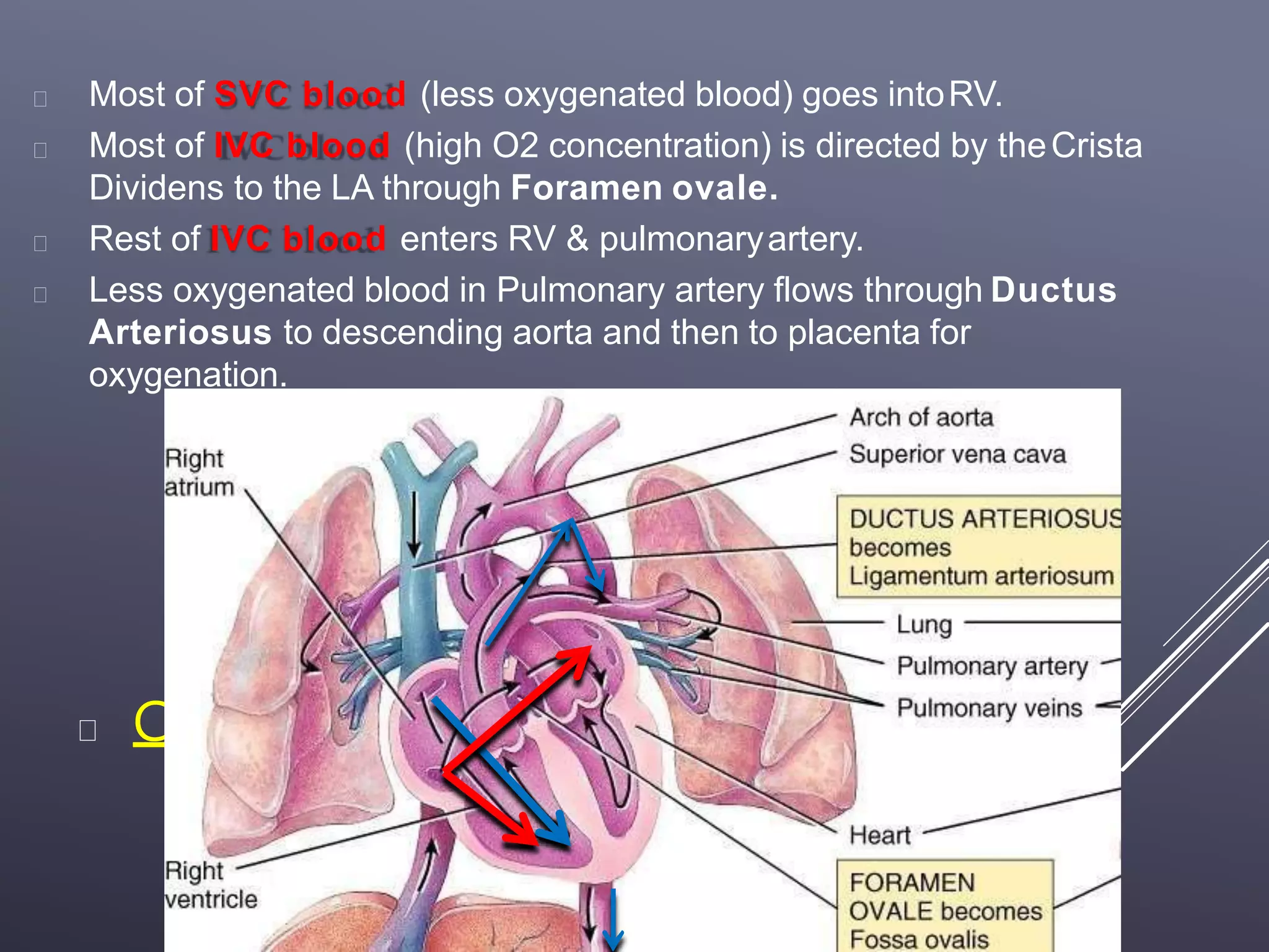 Fetal circulation | PPTX