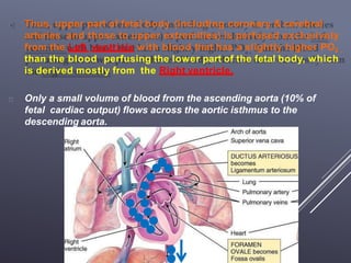 Thus, upper part of fetal body (including coronary & cerebral
arteries and those to upper extremities) is perfused exclusively
from the Left ventricle with blood that has a slightly higher PO2 ,
than the blood perfusing the lower part of the fetal body, which
is derived mostly from the Right ventricle.
Only a small volume of blood from the ascending aorta (10% of
fetal cardiac output) flows across the aortic isthmus to the
descending aorta.
 