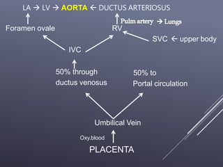 LA  LV  AORTA  DUCTUS ARTERIOSUS
Foramen ovale RV
SVC  upper body
IVC
50% through
ductus venosus
50% to
Portal circulation
Umbilical Vein
Oxy.blood
PLACENTA
 