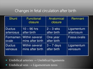 Changes in fetal circulation after birth
 