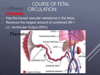 COURSE OF FETAL
CIRCULATION:
1.Placenta:
Has the lowest vascular resistance in the fetus.
Receives the largest amount of combined (Rt +
Lt) Ventricular Output (55%)
 