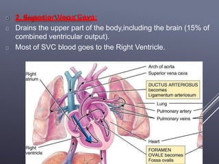 2. Superior Vena Cava:
Drains the upper part of the body,including the brain (15% of
combined ventricular output).
Most of SVC blood goes to the Right Ventricle.
 