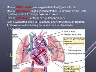 COURSE OF FETAL CIRCULATION:
Most of SVC blood (less oxygenated blood) goes intoRV.
Most of IVC blood (high O2 concentration) is directed by theCrista
Dividens to the LA through Foramen ovale.
Rest of IVC blood enters RV & pulmonaryartery.
Less oxygenated blood in Pulmonary artery flows through Ductus
Arteriosus to descending aorta and then to placenta for
oxygenation.
 